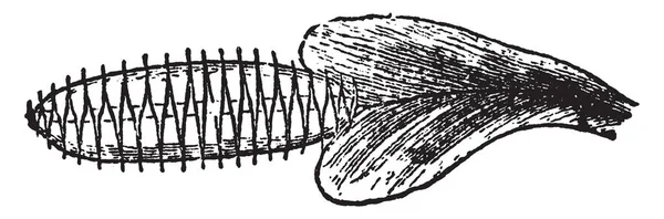 Όπως Δείχνουν Στην Εικόνα Φύλλο Της Αφροδίτης Του Fly Παγίδα — Διανυσματικό Αρχείο