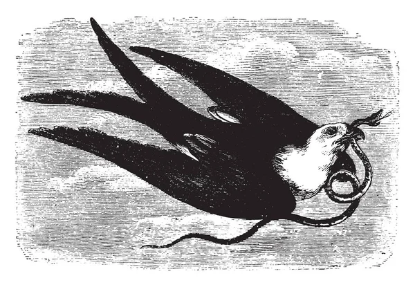 Gaffel Tailed Kite Tjugofem Inches Lång Vintage Linje Ritning Eller — Stock vektor