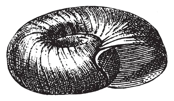 Planorbis Ist Eine Gattung Luftatmender Süßwasserschnecken Vintage Strichzeichnung Oder Gravierillustration — Stockvektor