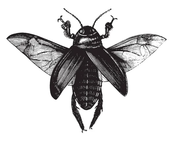 Las Cucarachas Son Insectos Del Orden Blattodea Dibujo Línea Vintage — Vector de stock