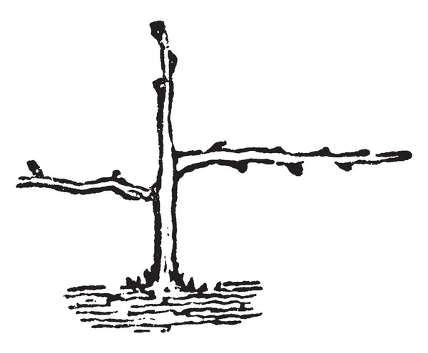 Cette Illustration Représente Taille Horizontale Coupant Les Branches Les Tiges — Image vectorielle