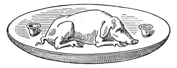 Wildschwein Schale Vintage Gravierte Illustration — Stockvektor