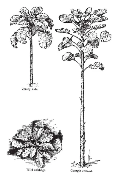 Капустный Завод Один Видов Овощей Слой Листьев — стоковый вектор