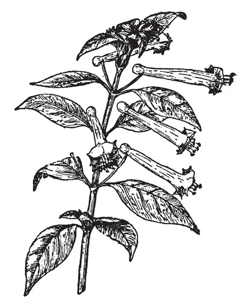 Cuphea Ignea 식물은 Subshrub 멕시코 비슷한 타원형이 어두운 빈티지 — 스톡 벡터