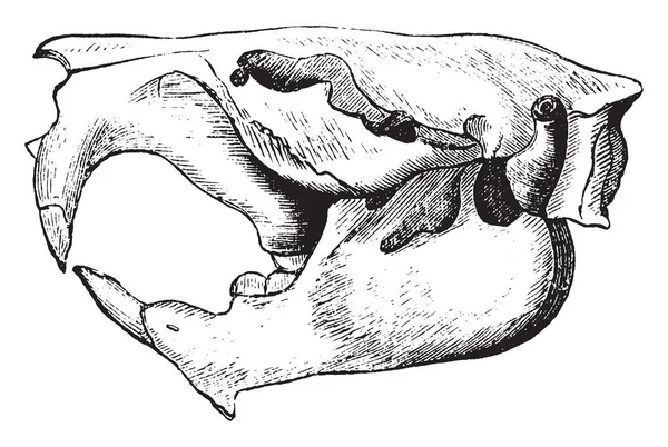 Beaver Skull Especie América Del Norte Pero Especie Europea Muy — Archivo Imágenes Vectoriales