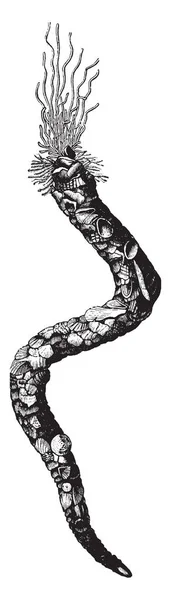 Hayvan Yumuşak Parçaları Geri Çekildi Terebella Medusa Çizim Veya Illüstrasyon — Stok Vektör