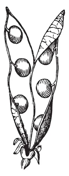 这是一个简单的雌蕊豆科植物的形象 他们分成两个部分 所以内部种子是可见的 复古线条画或雕刻插图 — 图库矢量图片