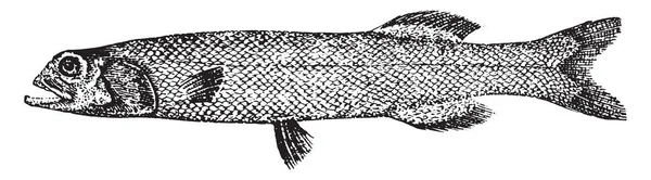 Aleopocephalid Представляет Собой Семейство Clupeoid Брюшной Рыбы Рисунок Винтажной Линии — стоковый вектор