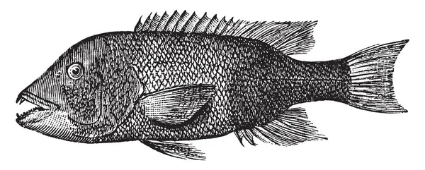 カリフォルニア州 Sheephead ビンテージの線描画や彫刻イラストの Labridae 家族の魚 — ストックベクタ
