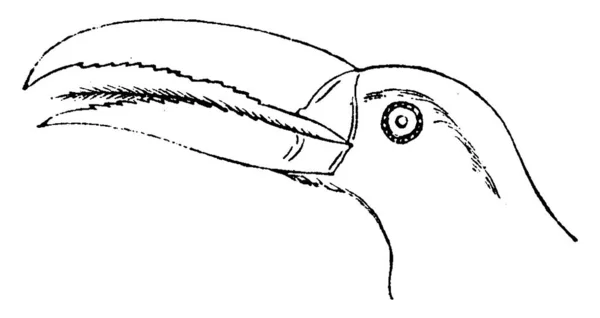 Cabeça Tucano Vintage Gravada Ilustração História Natural Dos Animais 1880 — Vetor de Stock