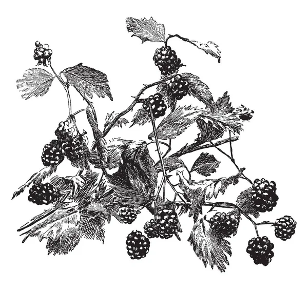 Questo Ramo Fruttato Blackberry Ibrido Noto Anche Come Dewberry Frutta — Vettoriale Stock