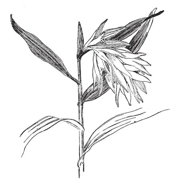 此图像显示 Thunia Abla 茎是非常薄和长 刀片广泛 复古线条画或雕刻插图 — 图库矢量图片