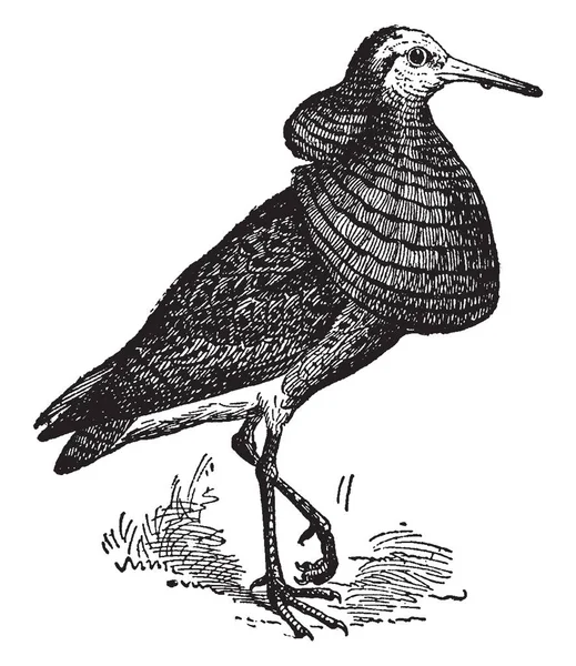 Walka Sandpiper Jest Popularna Nazwa Dla Kilku Ptaków Vintage Rysowania — Wektor stockowy