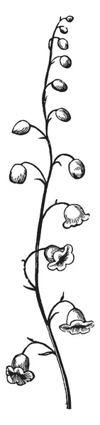 Resmi Bir Raceme Gösteriyor Çiçek Büyümeye Başlar Kök Pedicel Çok — Stok Vektör