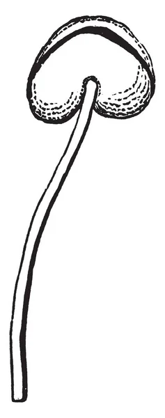 Рисунке Изображена Тычинка Маллоу Известная Мальва Рисунок Винтажной Линии Гравировка — стоковый вектор
