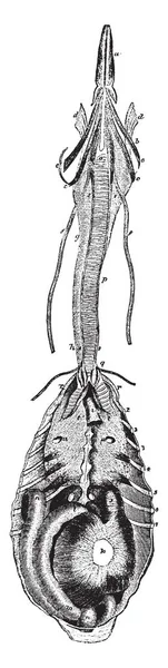 Fonction Majeure Des Organes Respiratoires Vocaux Rook Dessin Ligne Vintage — Image vectorielle