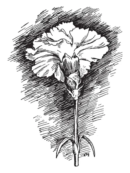 康乃馨花是花花卉 复古线条画或雕刻插图更美丽的花朵之一 — 图库矢量图片