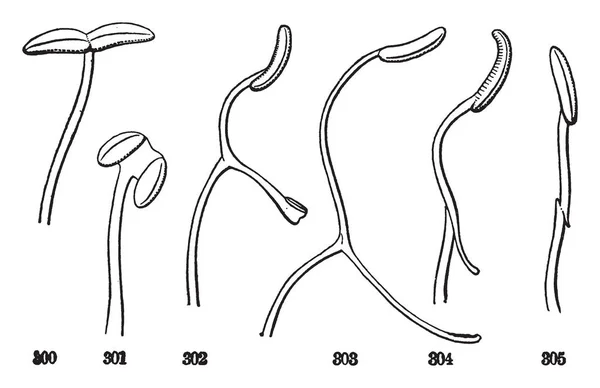 Una Imagen Que Muestra Los Diferentes Tipos Estambres Familia Menta — Archivo Imágenes Vectoriales