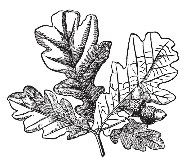 橡木树的叶子的图片 上面有两个橡子 复古的线条画或雕刻插图 — 图库矢量图片