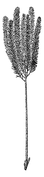 Рост Растения Колеблется Дюймов Дюймов Высоту Зрелые Фрукты Взрываются Распространяя — стоковый вектор