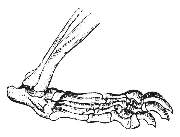 Carnivore Structure Pied Nombreux Animaux Joue Rôle Essentiel Dans Leur — Image vectorielle