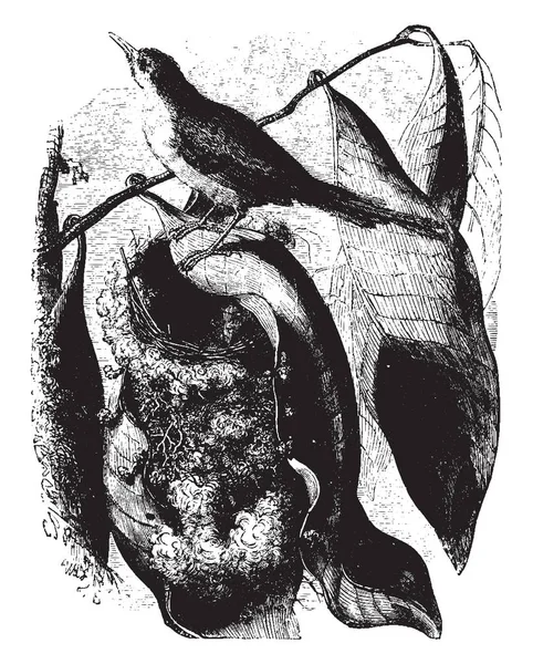 Tailorbird ビンテージの線描画や彫刻イラストと一緒に編むことによってその巣を作る — ストックベクタ