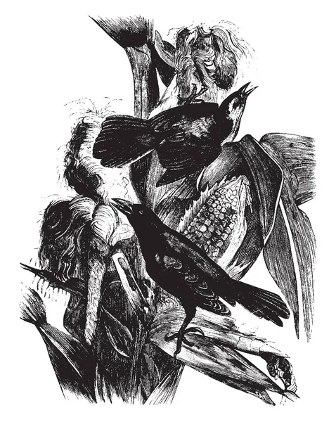 Blackbird Crow Który Wznosi Się Łodygi Kukurydzy Vintage Rysowania Linii — Wektor stockowy