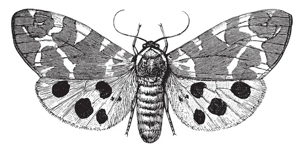 花园虎蛾是家族 Erebidae 的飞蛾 复古线条画或雕刻插图 — 图库矢量图片