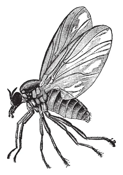 Buffalo Gnat Any Member Family Simuliidae Culicomorpha Infraorder Vintage Line — Stock Vector