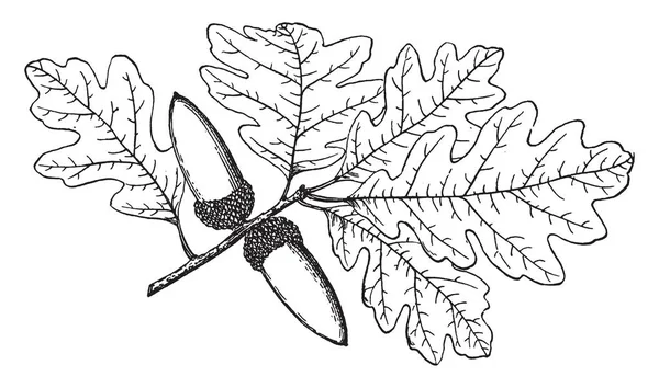 Dans Cadre Une Branche Chêne Vallée Appelle Quercus Lobata Arbre — Image vectorielle