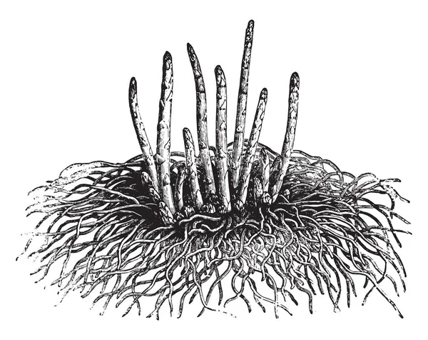 Asparagi Giovani Illustrazione Incisa Epoca Vie Dans Nature 1890 — Vettoriale Stock