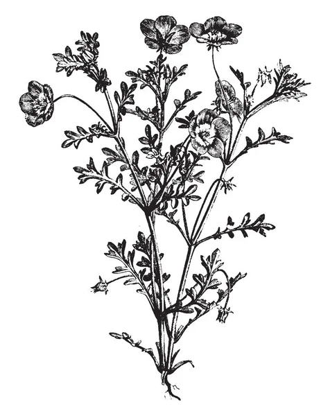 Низкорастущие Волосатые Годовые Растения Выращенные Голубых Белых Цветах Рисунок Винтажной — стоковый вектор