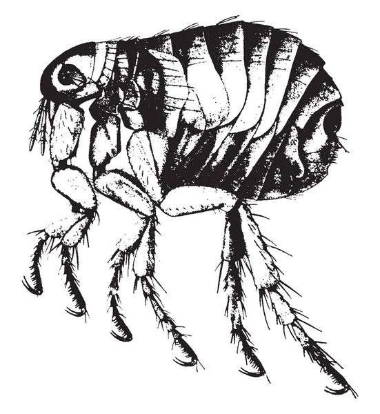 Erwachsener Menschlicher Floh Der Zweiundzwanzig Mal Vergrößert Wird Vintage Linienzeichnung — Stockvektor