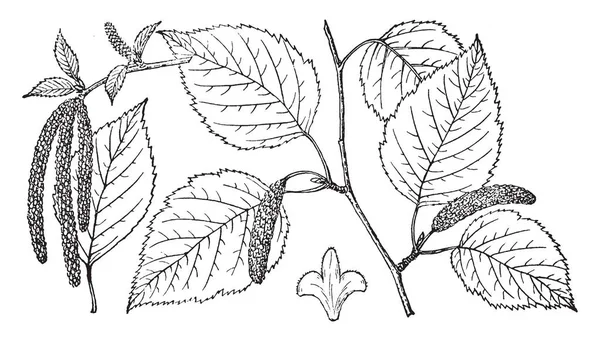 이것은 이미지의 분기의 자작나무는 Betula Papyrifera 빈티지 그림으로 불린다 — 스톡 벡터