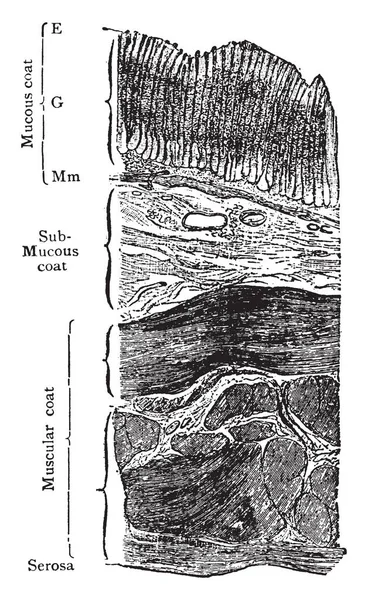 Ilustracja Przedstawia Ścianę Żołądka Vintage Rysowania Linii Lub Grawerowanie Ilustracja — Wektor stockowy