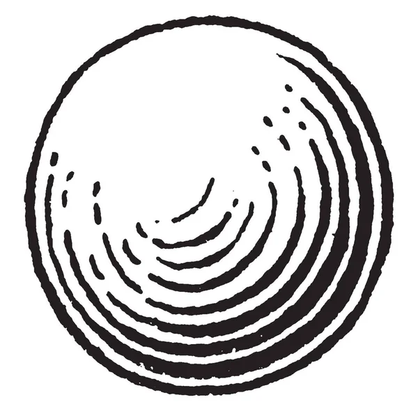Dans Cadre Globose Globuleux Ayant Forme Une Sphère Une Boule — Image vectorielle