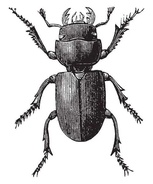 Petit Dendroctone Cerf Est Commun Dans Sud Angleterre Dessin Ligne — Image vectorielle