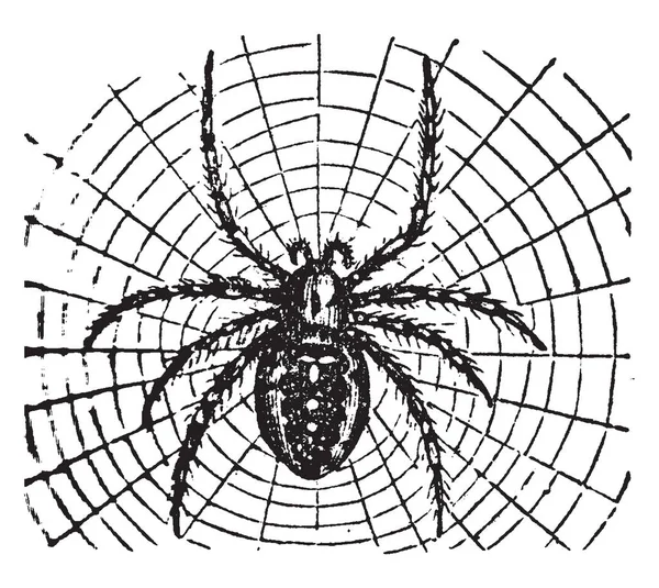 Epeira 迪亚德马是蜘蛛的一种属 是一种叫做 Epeirdae 复古线条画或雕刻插图的家庭类型 — 图库矢量图片