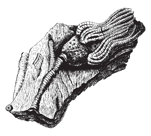 Crinoide Fossile Che Animale Marino Che Compongono Classe Crinoidea Degli — Vettoriale Stock