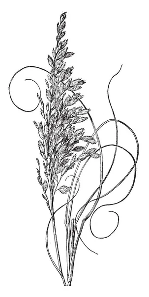 Hierba Que Este Marco Conoce Como Uniola Paniculata Encuentra Principalmente — Archivo Imágenes Vectoriales