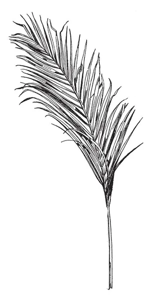 Areca Palm Frond Vient Arbre Asiatique Dessin Ligne Vintage Illustration — Image vectorielle