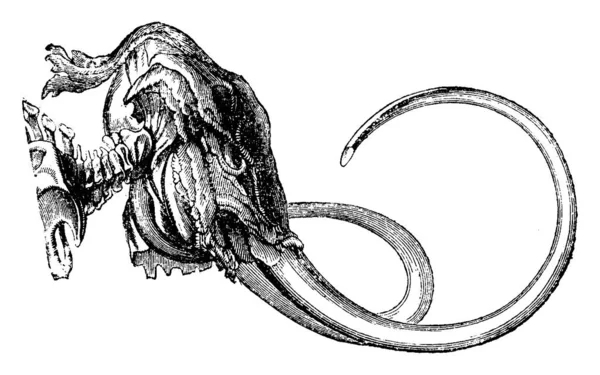 Mammut Huvud Vintage Ingraverad Illustration Naturhistoria Djur 1880 — Stock vektor