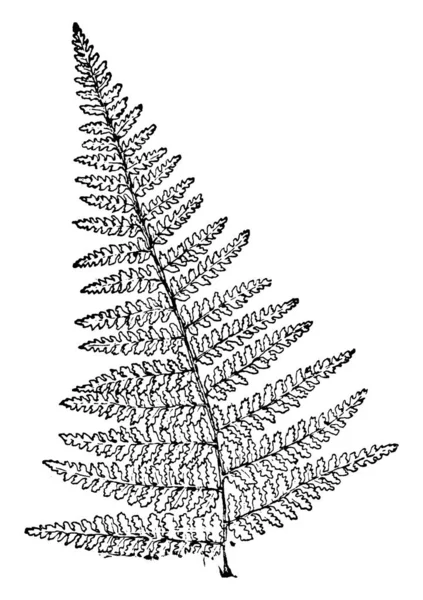 Dennstaedtia Punctiolbula 的影像 叶子长1至2 它是落叶蕨类 复古线条画或雕刻插图 — 图库矢量图片