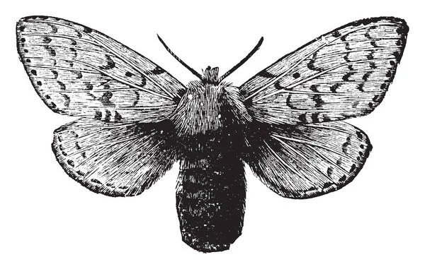 Femmina Gipsy Moth Più Grande Del Maschio Disegno Linea Vintage — Vettoriale Stock