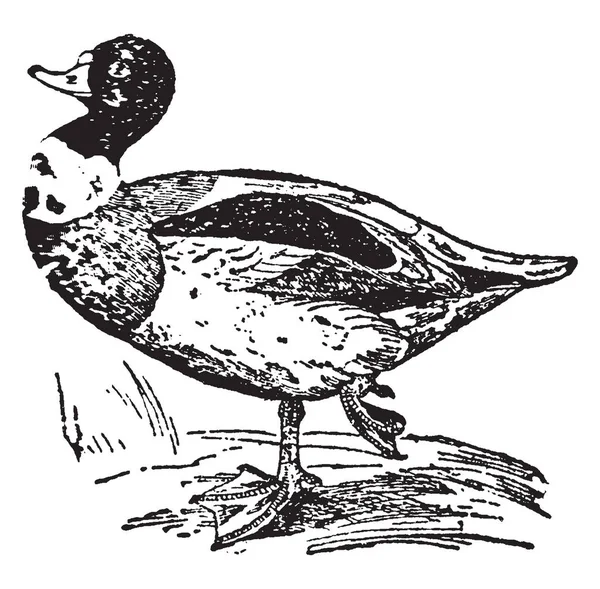Sheldrake Duck Geralmente Considerado Elo Ligação Entre Gansos Patos Desenho —  Vetores de Stock