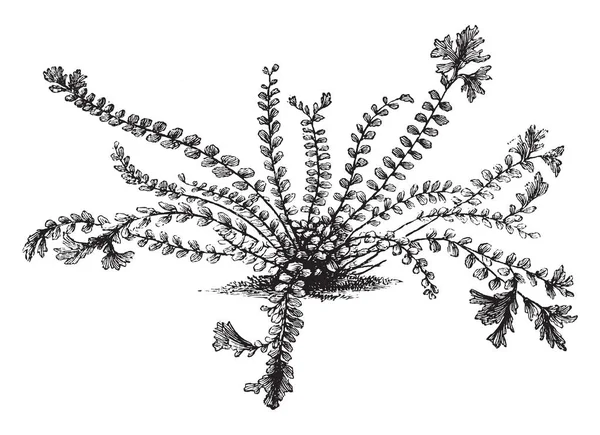 显示蕨蕨草的图片 这是冠银杏 Spleenwort 黑色茎和分叉 顶生提示给这个蕨类动物几乎海生物的外观 复古线条画或雕刻插图 — 图库矢量图片