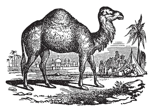 Illustration Chameau Époque Dans Scène Égyptienne — Image vectorielle