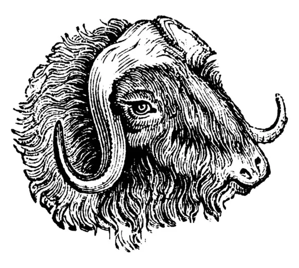 Muskox Vintage Engraved Illustration Natural History Animals 1880 — Stock Vector