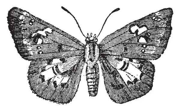 Skipper Die Ruhezustand Ihre Flügel Halten Vintage Linienzeichnung Oder Gravierillustration — Stockvektor