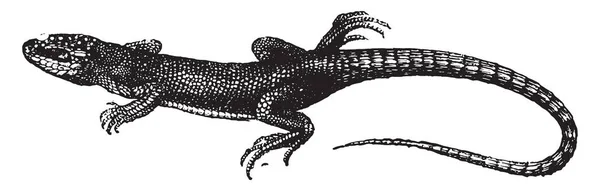 Lagarto Verde Ilustración Grabada Vintage Historia Natural Los Animales 1880 — Archivo Imágenes Vectoriales